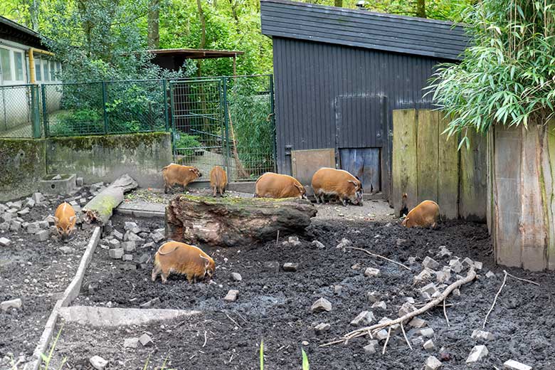 Pinselohrschwein-Zuchtpaar mit den fünf Jungtieren aus dem Jahr 2022 und den vier am 28. April 2023 geborenen Pinselohrschwein-Ferkeln am 1. Mai 2023 auf der oberen Außenanlage im Grünen Zoo Wuppertal