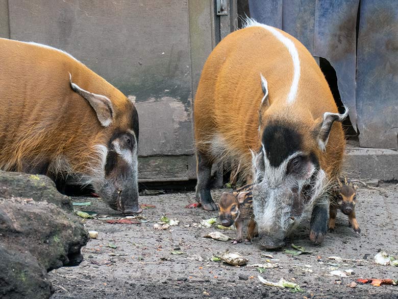 Pinselohrschwein-Zuchtsau SISSI und Pinselohrschwein-Zuchteber EBERHART mit zwei der vier am 28. April 2023 geborenen Pinselohrschwein-Ferkeln am 1. Mai 2023 auf der oberen Außenanlage im Zoo Wuppertal