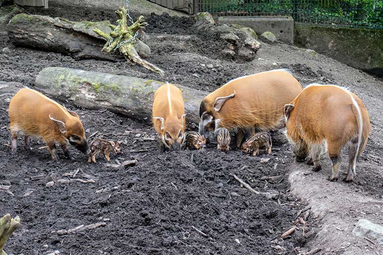 Die vier am 28. April 2023 geborenen Pinselohrschwein-Ferkel am 1. Mai 2023 auf der unteren Außenanlage im Wuppertaler Zoo