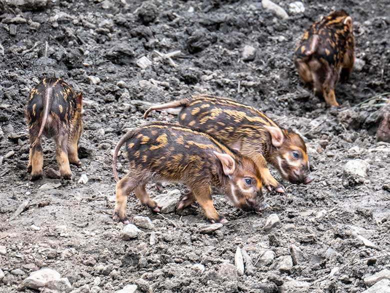 Die vier am 28. April 2023 geborenen Pinselohrschwein-Ferkel am 1. Mai 2023 auf der unteren Außenanlage im Grünen Zoo Wuppertal