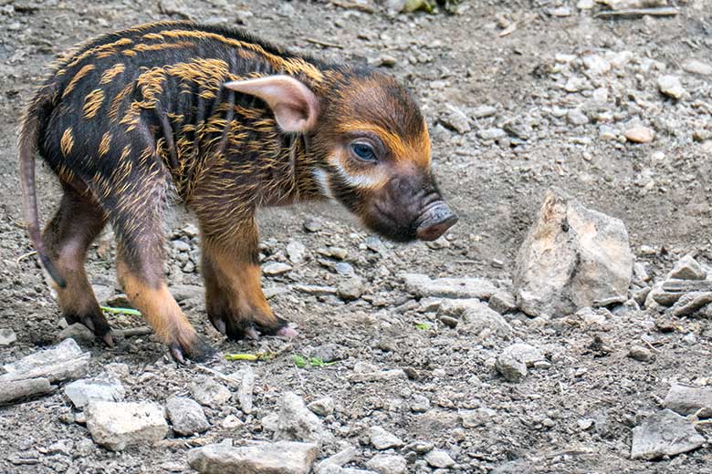 Eines der vier am 28. April 2023 geborenen Pinselohrschwein-Ferkel am 1. Mai 2023 auf der unteren Außenanlage im Zoo Wuppertal