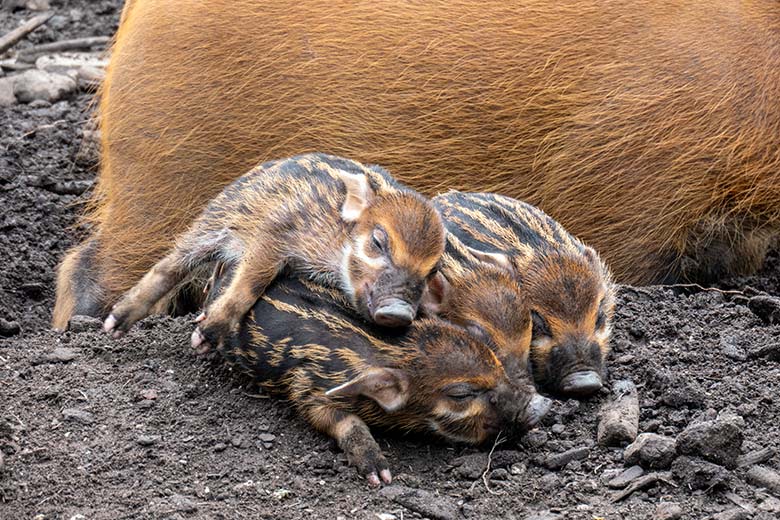 Vier Pinselohrschwein-Ferkel am 7. Mai 2023 auf der unteren Außenanlage im Grünen Zoo Wuppertal