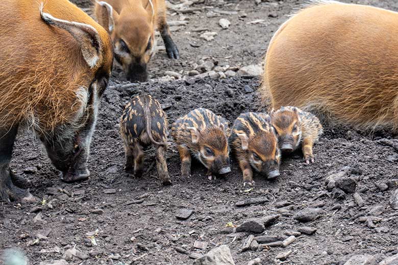 Pinselohrschweine mit Jungtieren am 7. Mai 2023 auf der unteren Außenanlage im Zoo Wuppertal