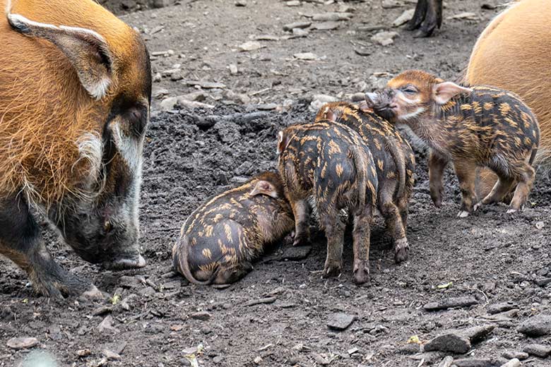 Pinselohrschwein mit ver Jungtieren am 7. Mai 2023 auf der unteren Außenanlage im Wuppertaler Zoo