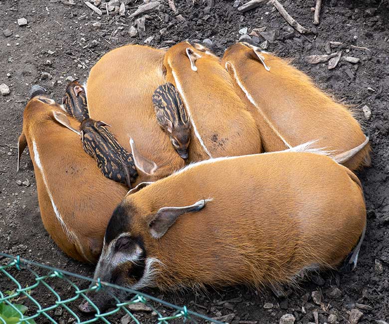Pinselohrschwein mit Jungtieren am 7. Mai 2023 auf der unteren Außenanlage im Zoologischen Garten Wuppertal