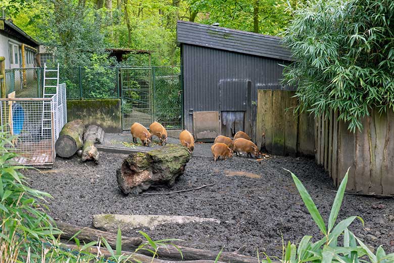 Sieben der vierzehn Pinselohrschweine am 25. April 2024 auf der Außenanlage im Grünen Zoo Wuppertal
