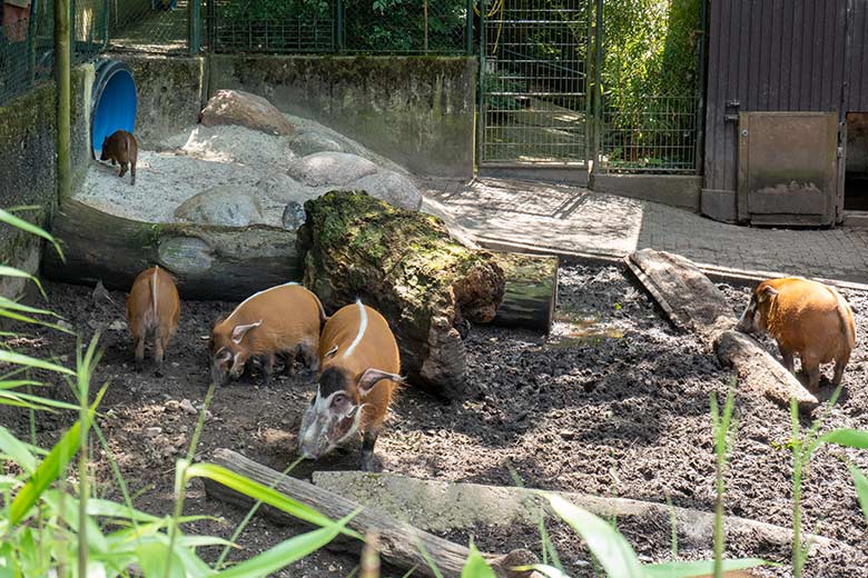 Pinselohrschweine am 24. Juni 2024 auf der bisherigen Außenanlage im Grünen Zoo Wuppertal
