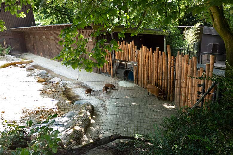 Pinselohrschweine am 24. Juni 2024 auf der Erweiterungs-Anlage im Zoologischen Garten der Stadt Wuppertal