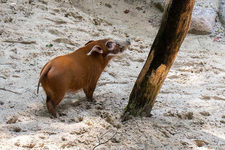 Pinselohrschwein am 24. Juni 2024 auf der Erweiterungs-Anlage im Zoo Wuppertal