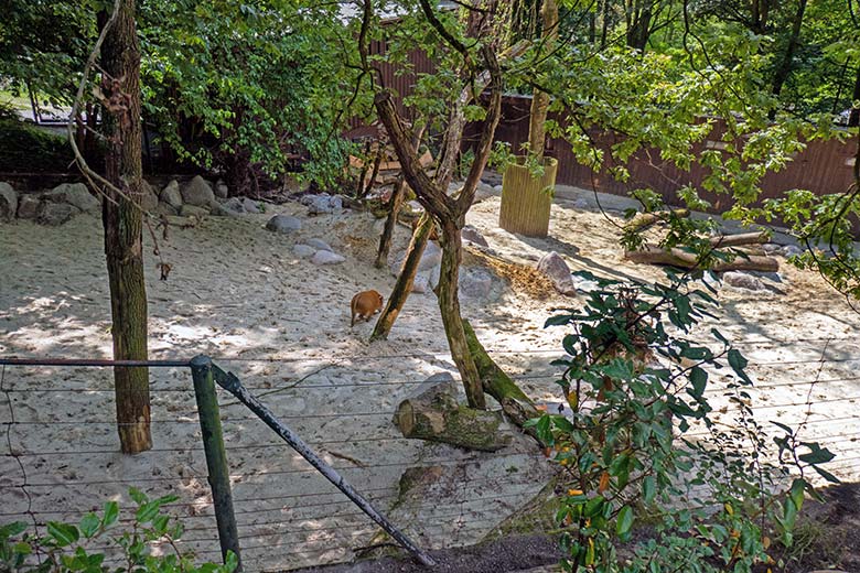 Pinselohrschwein am 24. Juni 2024 auf der Erweiterungs-Anlage im Wuppertaler Zoo