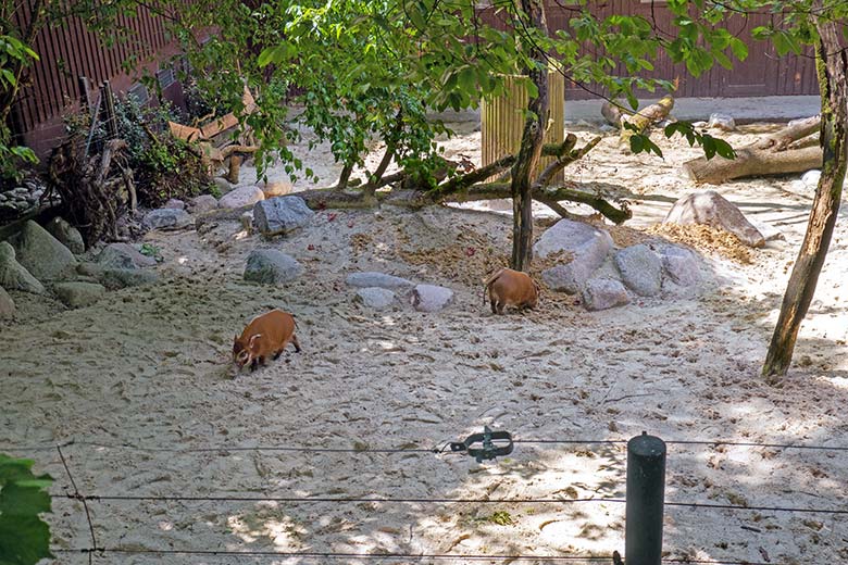 Pinselohrschweine am 24. Juni 2024 auf der Erweiterungs-Anlage im Grünen Zoo Wuppertal