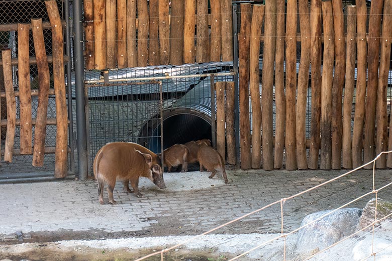 Pinselohrschweine am 24. Juni 2024 auf der Erweiterungs-Anlage im Zoologischen Garten Wuppertal