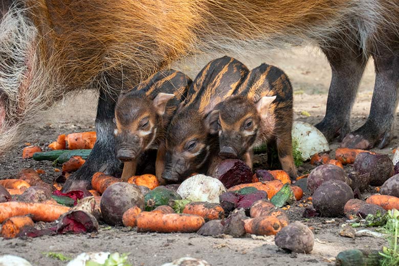 Pinselohrschwein-Ferkel am 11. April 2025 auf der Außenanlage im Grünen Zoo Wuppertal