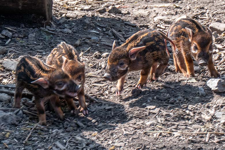 Vier Pinselohrschwein-Frischlinge am 11. April 2025 auf der Außenanlage im Zoo Wuppertal