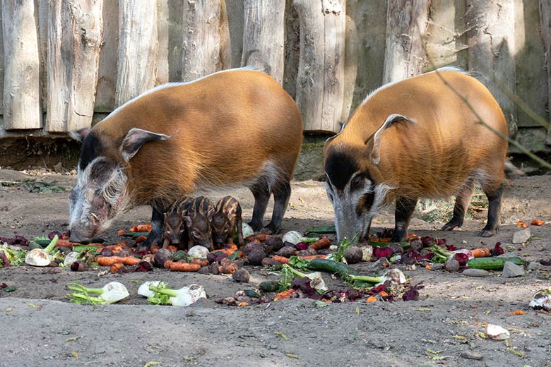 Pinselohrschwein-Zucht-Eber EBERHART und Pinselohrschwein-Zucht-Sau SISSI mit Frischlingen am 11. April 2025 auf der Außenanlage im Wuppertaler Zoo