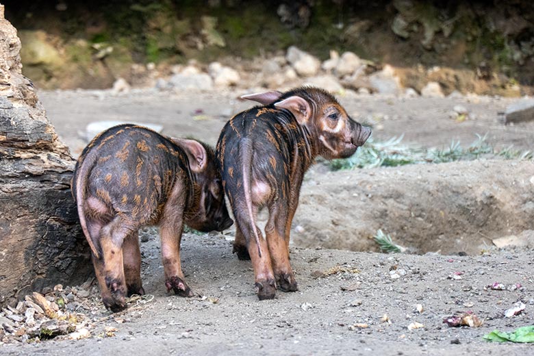 Pinselohrschwein-Ferkel am 11. April 2025 auf der Außenanlage im Zoo Wuppertal