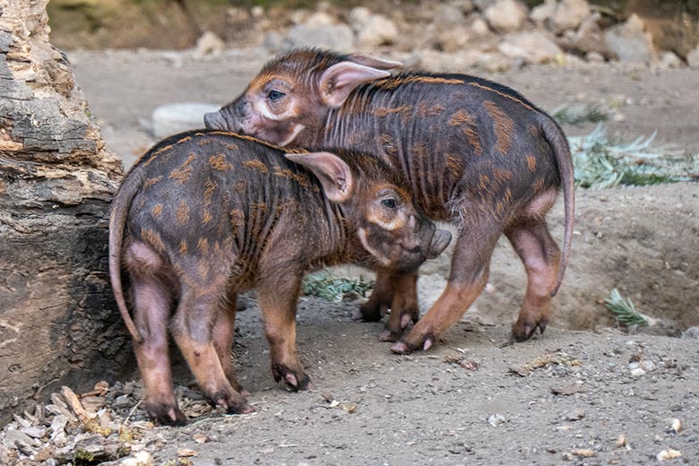 Pinselohrschwein-Ferkel am 11. April 2025 auf der Außenanlage im Zoologischen Garten der Stadt Wuppertal