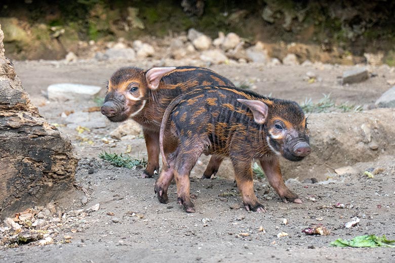 Pinselohrschwein-Ferkel am 11. April 2025 auf der Außenanlage im Wuppertaler Zoo