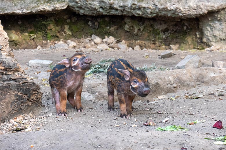 Pinselohrschwein-Ferkel am 11. April 2025 auf der Außenanlage im Grünen Zoo Wuppertal