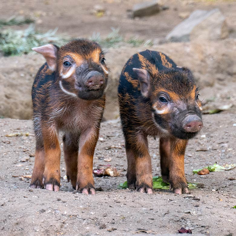 Pinselohrschwein-Ferkel am 11. April 2025 auf der Außenanlage im Zoo Wuppertal