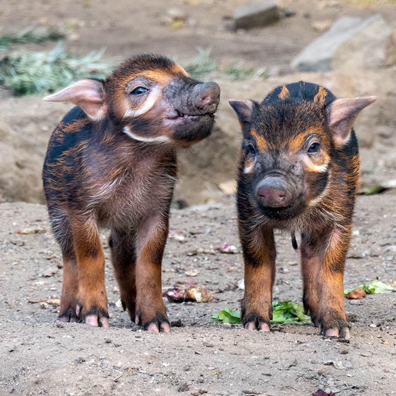 Pinselohrschwein-Ferkel am 11. April 2025 auf der Außenanlage im Zoologischen Garten Wuppertal