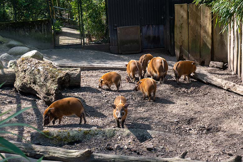 Rotte der zwölf Pinselohrschweine am 11. April 2025 auf der Außenanlage im Zoologischen Garten Wuppertal