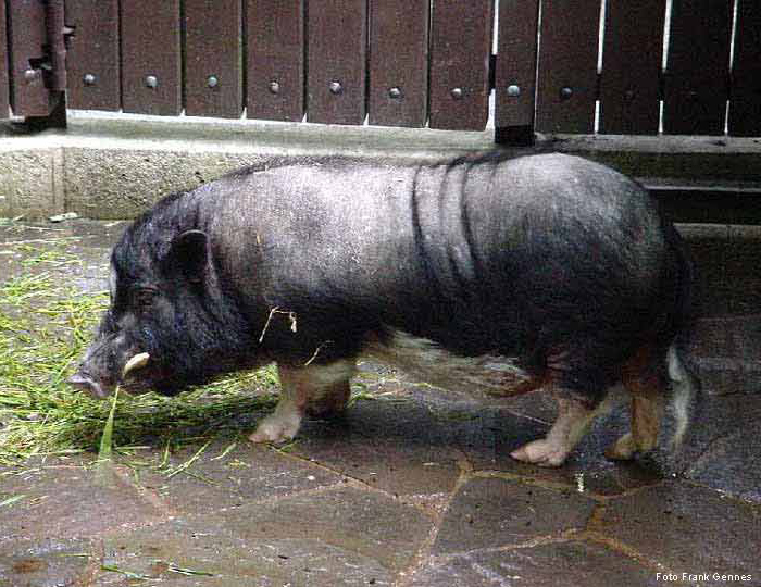 Hängebauchschwein im Wuppertaler Zoo im Juni 2004 (Foto Frank Gennes)