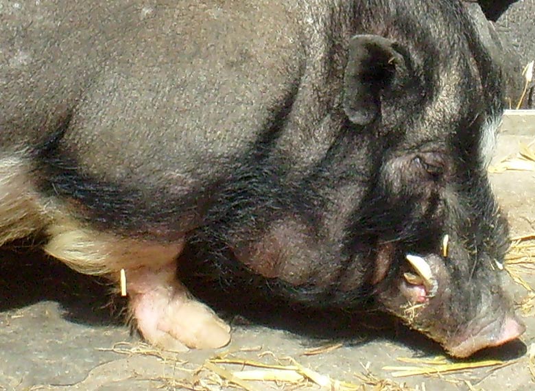 Hängebauchschwein im Wuppertaler Zoo im April 2008