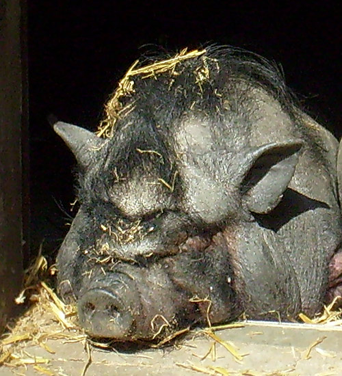 Hängebauchschwein im Wuppertaler Zoo im April 2008