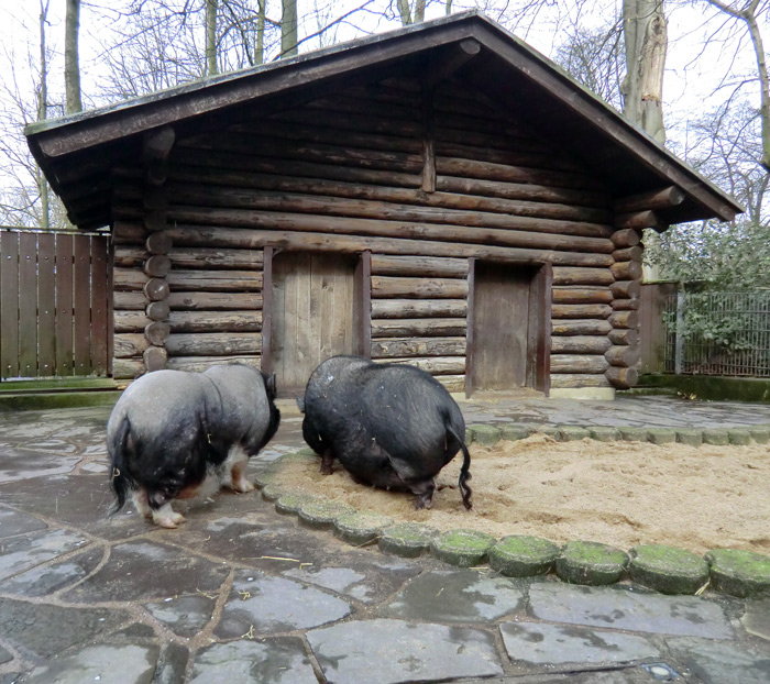 Hängebauchschweine im Wuppertaler Zoo im März 2012