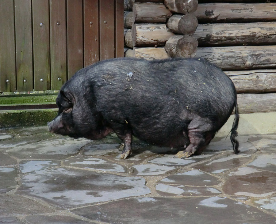 Hängebauchschwein im Zoo Wuppertal im März 2012