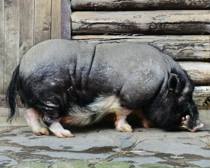 Hängebauchschwein im Wuppertaler Zoo im März 2012