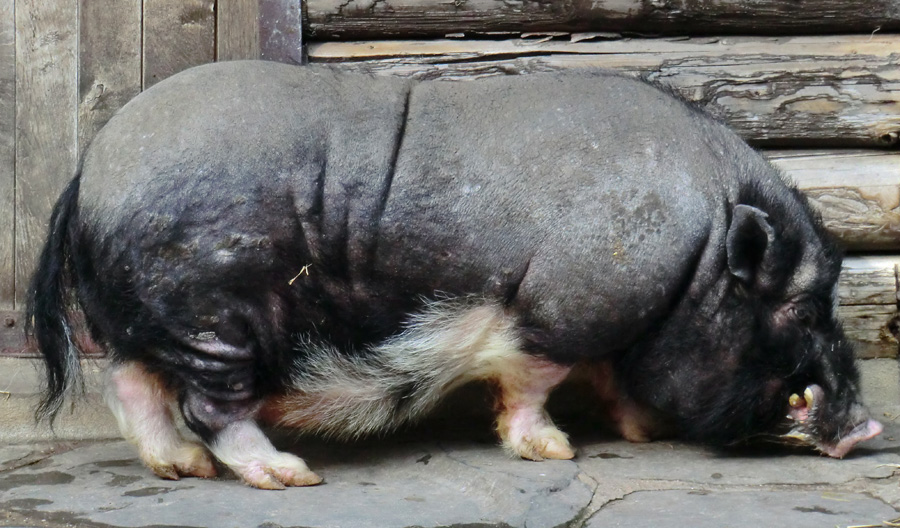 Hängebauchschwein im Zoologischen Garten Wuppertal im März 2012