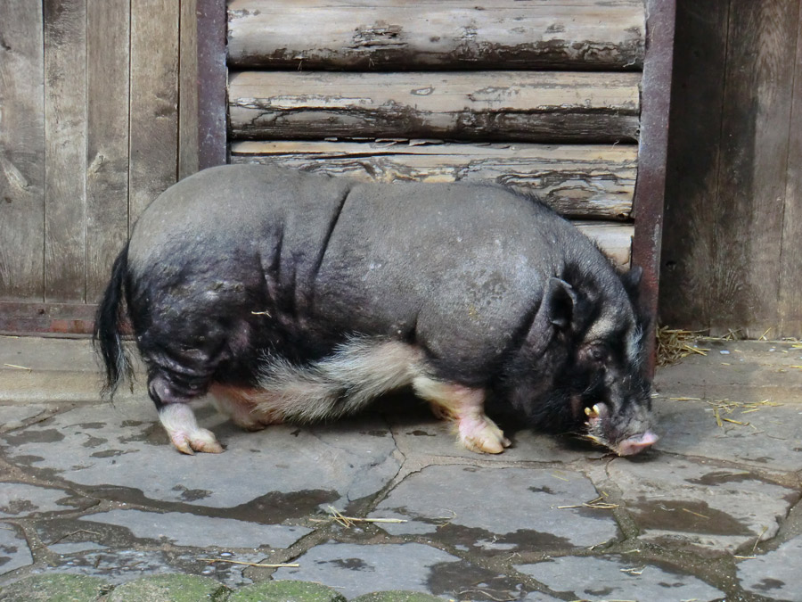 Hängebauchschwein im Wuppertaler Zoo im März 2012