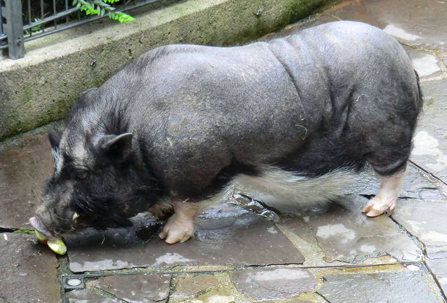 Hängebauchschwein im Wuppertaler Zoo im Mai 2012