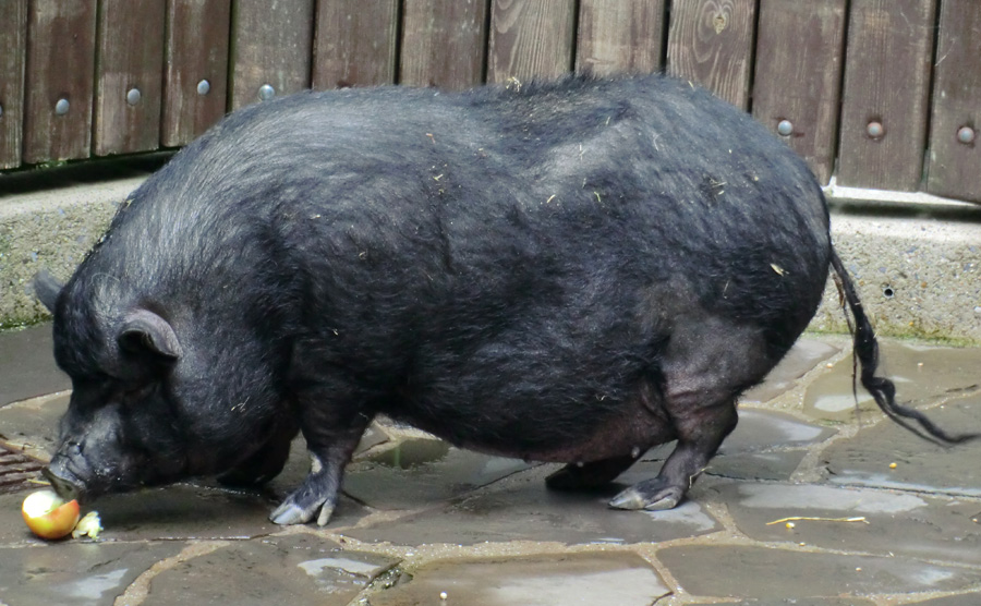 Hängebauchschwein im Zoo Wuppertal im Mai 2012