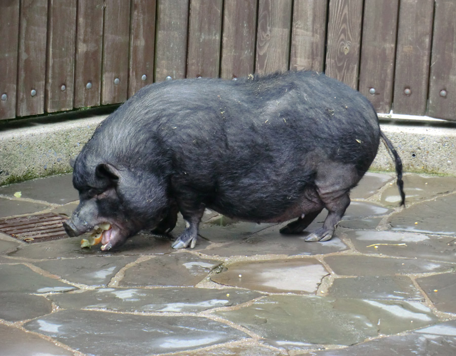 Hängebauchschwein im Zoologischen Garten Wuppertal im Mai 2012