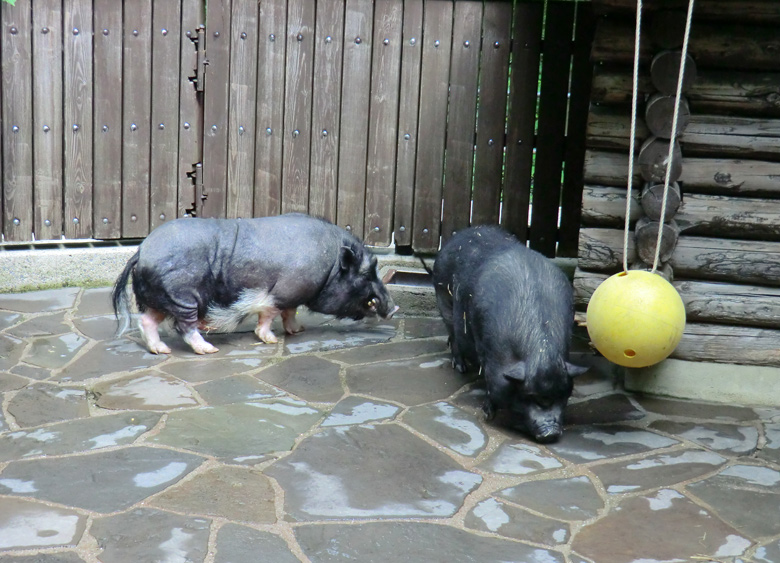 Hängebauchschwein im Wuppertaler Zoo im Mai 2012