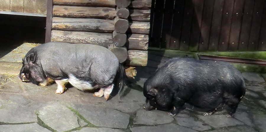 Hängebauchschweine im Zoologischen Garten Wuppertal im März 2014