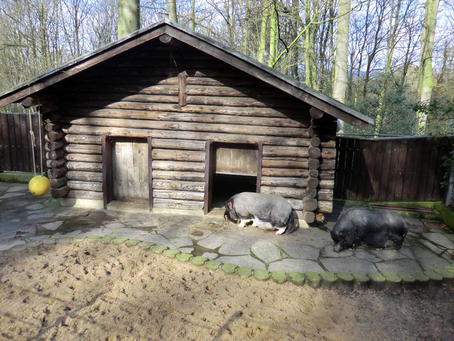Hängebauchschweine im Zoo Wuppertal im März 2014