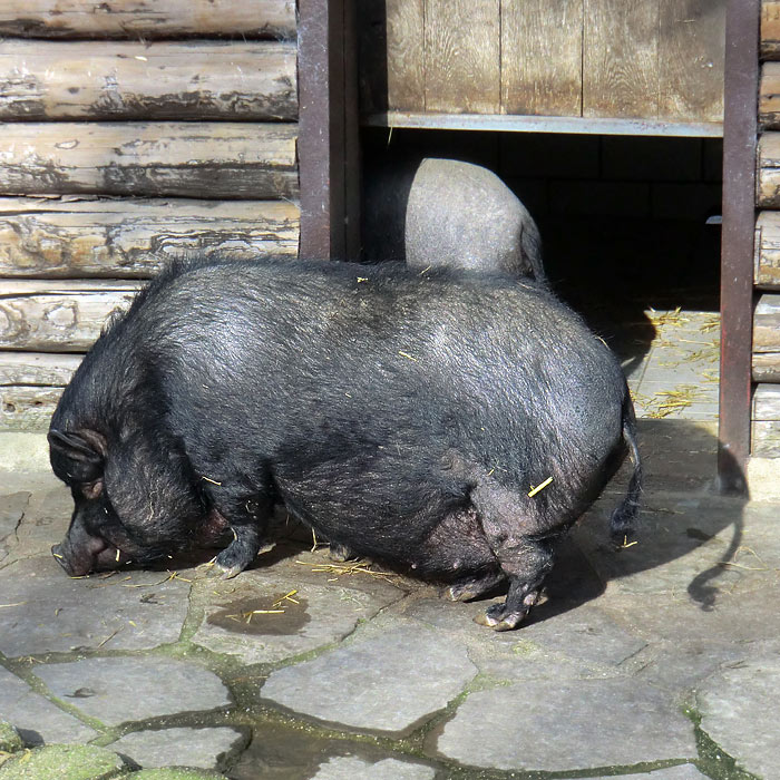 Hängebauchschwein im Wuppertaler Zoo im März 2014
