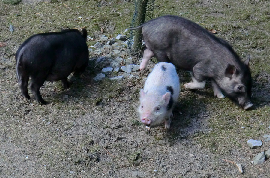 Mini-Schweine im Zoologischen Garten Wuppertal im April 2013