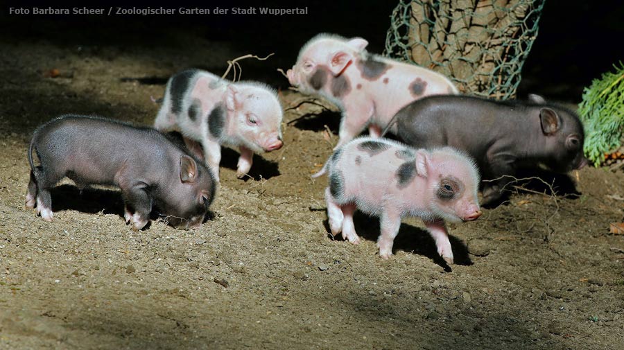 Mini-Schwein Ferkel im Wuppertaler Zoo im August 2014 (Foto Barbara Scheer - Zoologischer Garten der Stadt Wuppertal)