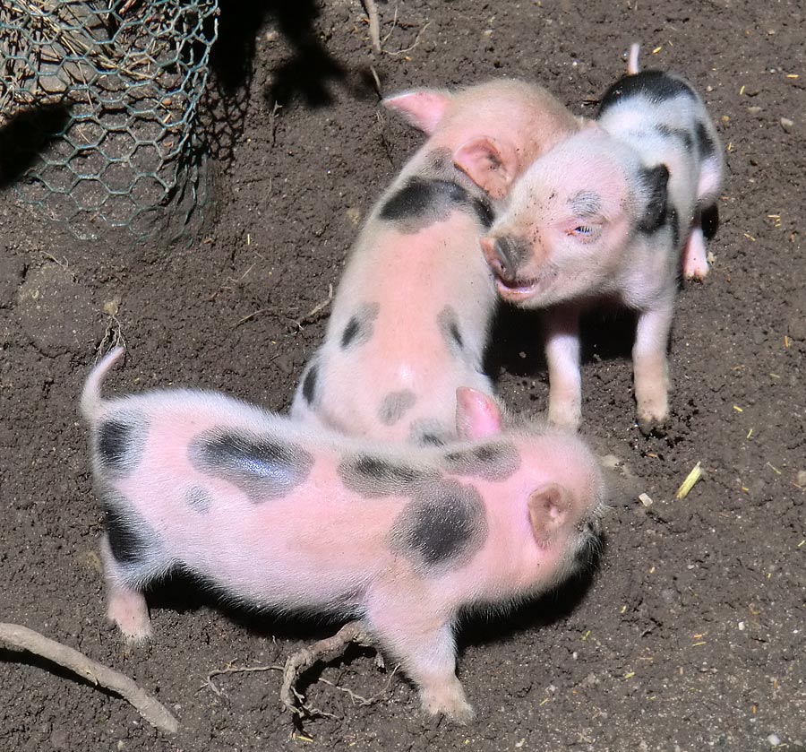 Mini-Schwein Ferkel im Zoo Wuppertal im August 2014