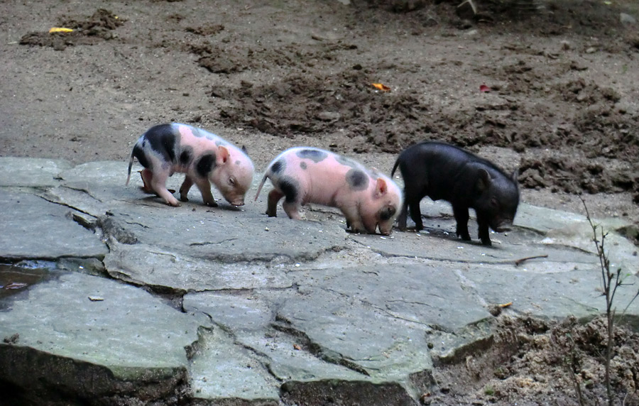 Mini-Schwein Ferkel im Wuppertaler Zoo im August 2014