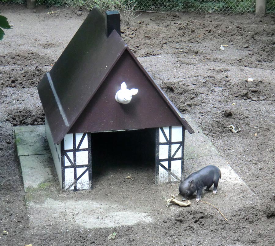 Mini-Schwein Ferkel im Zoologischen Garten Wuppertal im August 2014