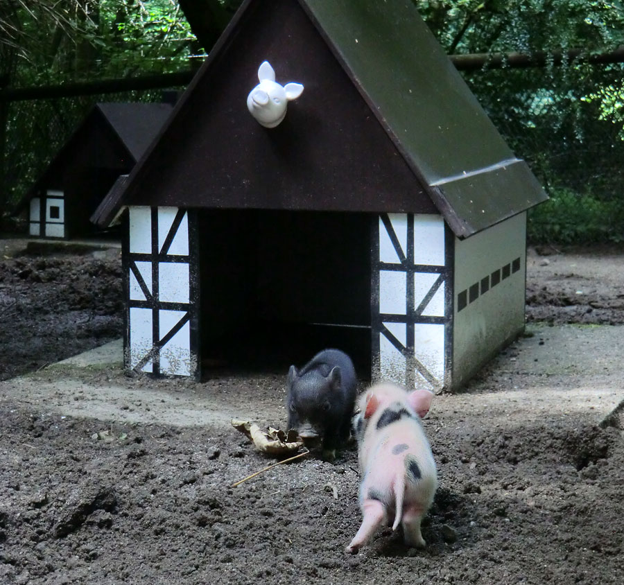 Mini-Schwein Ferkel im Wuppertaler Zoo im August 2014