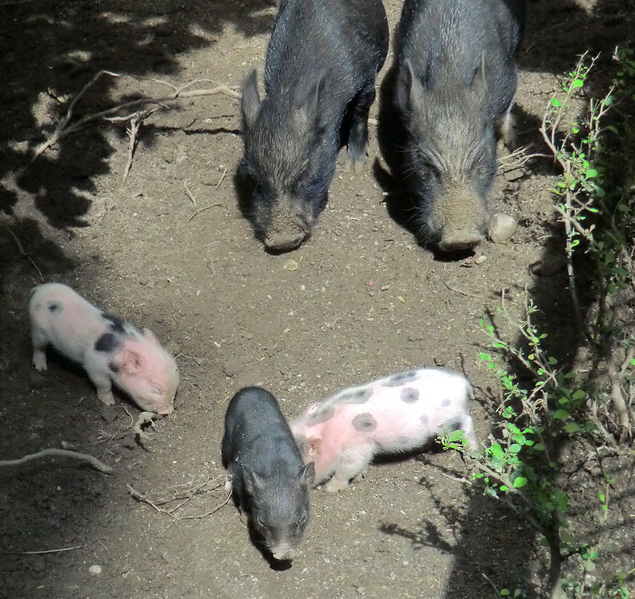 Mini-Schwein Ferkel im Zoologischen Garten Wuppertal im August 2014