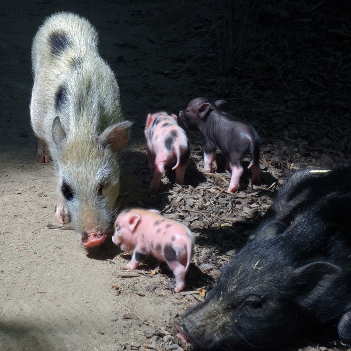 Mini-Schweine im Wuppertaler Zoo am 14. Juni 2015