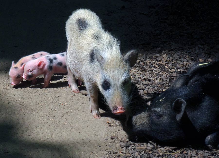 Mini-Schwein Ferkel im Zoo Wuppertal am 14. Juni 2015